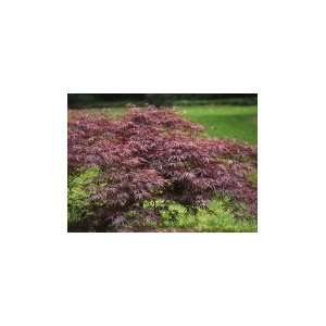  : Crimson Queen Japanese Maple Tree Two Gallon: Patio, Lawn & Garden