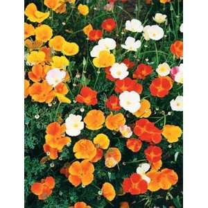  Benarys Special Mix Poppy   8 Plants   Papaver: Patio 