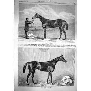  1867 Hermit Horse Winner Derby Hippia Oaks Sport