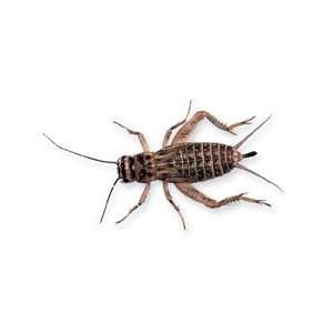 Insects, Live Crickets. Unit of 100  Industrial 