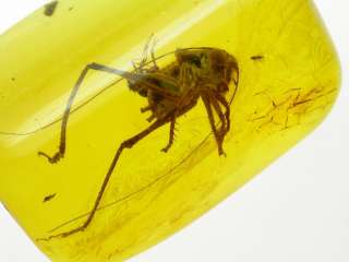 Grasshopper fossil insect inclusion in Baltic amber  