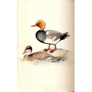  Red Crested Pochard Meyer H/C Birds 1842 50