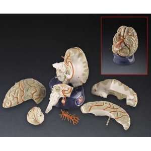  Brain Model, Deluxe 8 part Brain with Arteries: Industrial 
