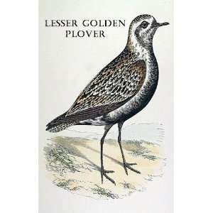  Birds Lesser Golden Plover Sheet of 21 Personalised Glossy 