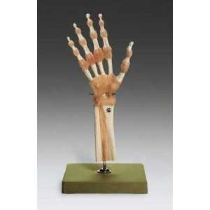 Hand Wrist Fully Functional Bone Joint Model SSM:  