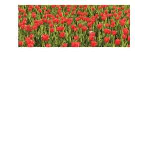  Wallpaper Brewster the Ultimate Mural Book Red tulips 