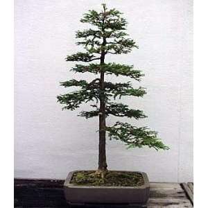   Tree 50 Seeds Worlds Tallest Tree Bonsai: Patio, Lawn & Garden