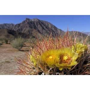  Blooming Barrel Cactus at Anza Borrego Desert State Park 