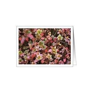  Garden Abstract, Blank Note Card Card: Health & Personal 