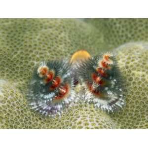 Close View of the Budding Exterior of a Christmas Tree Worm National 