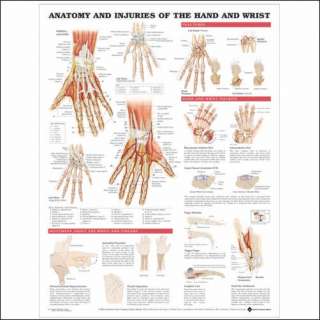Injuries of Hand & Wrist Anatomical Chart/Charts/Model  