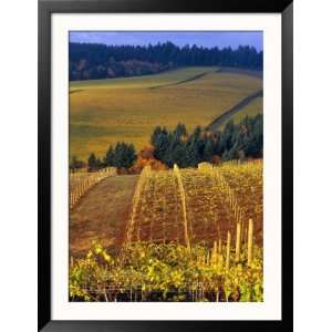  Knutsen Vineyard in the Red Hills of the Willamette Valley 