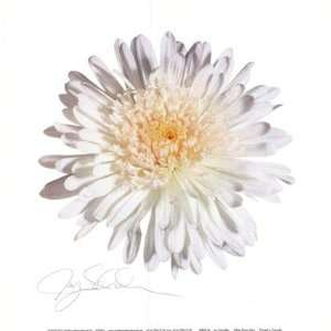 White Daisy by Jay Schadler 10x8:  Kitchen & Dining