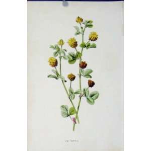   Antique Print C1883 Hop Trefoil Wild Flower Plant: Home & Kitchen