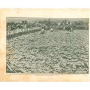   1900 Exterminating Rabbits San Joaquin Valley Calif 