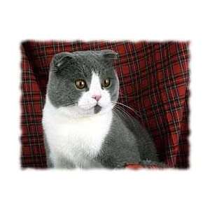  Scottish Fold Cat Shirts