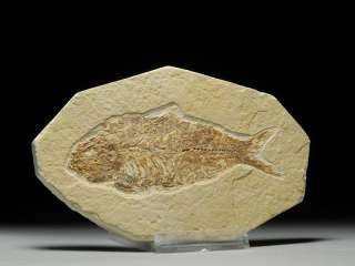 Prehistoric Fossilized Fish Eocine Knightia Fish Fossil  