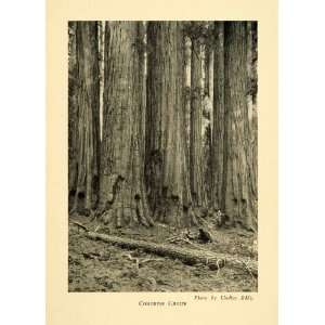 1928 Print Congress Group Sequoia Tree Forest National Park Scenery 