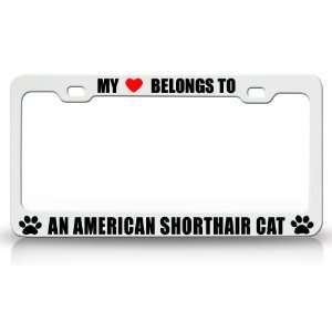 MY HEART BELONGS TO AN AMERICAN SHORTHAIR Cat Pet Auto License Plate 