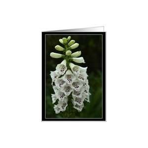  White Foxglove Flower Blank Note Card Card: Health 