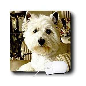    Dogs West Highland Terrier   Westie   Mouse Pads: Electronics