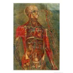  Internal Organs of the Body, Anatomy of the Visceras 