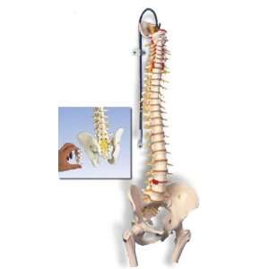  About The Deluxe Flexible Spine with Femur Heads Model#AW 