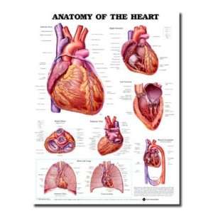 Anatomical Chart Company Anatomy Of The Heart Chart   1587798441 
