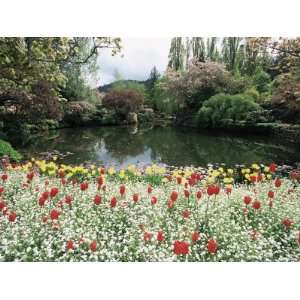  Tulips in the Butchart Gardens, Vancouver Island, Canada 