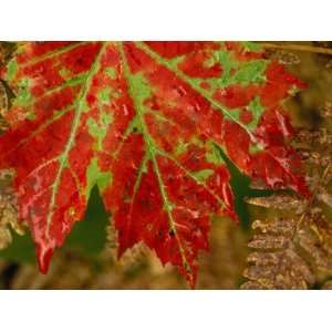  Maple Leaf on Franey Mountain in Cape Breton Highlands National Park 