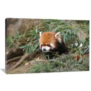  Red Panda   Gallery Wrapped Canvas   Museum Quality  Size 