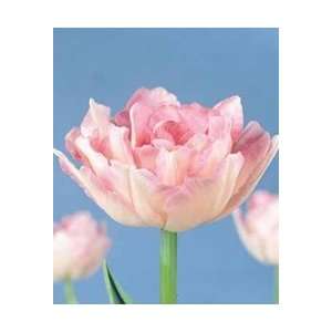   Late   Angelique Fall Flower Bulb   Pack of Six Patio, Lawn & Garden