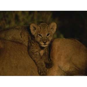  African Lion Cub Lies across his Mothers Back Photographic 