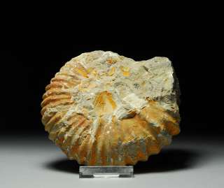 and genuine Ammonite fossil. This is an impressive fossilized ammonite 