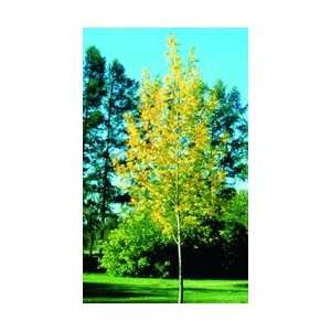  Fallgold Ash Tree Patio, Lawn & Garden