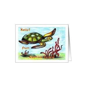 Sea turtle from Captiva Island Card