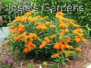 Asclepias Tuberosa ORANGE (Butterfly milkweed) seeds  