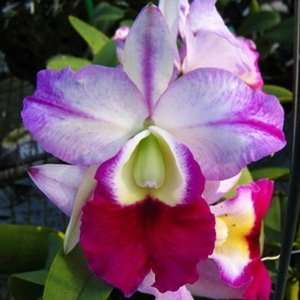 SC85 Orchid Plant Blc Memoria Anna Balmores Pot pack  