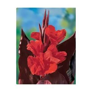  Canna   Tall   Red King Humbert flower bulbs Patio, Lawn 
