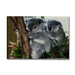 Koala Australia Rectangle Magnet by   Kitchen 
