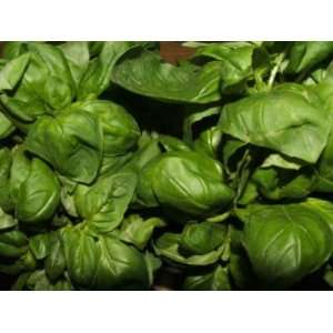  100 Heirloom Genovese Basil Herb seeds 