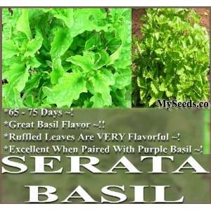 200 Basil seeds ~ SERATA BASIL Seeds ~ Ruffled Leaves ~ CONTAINER 