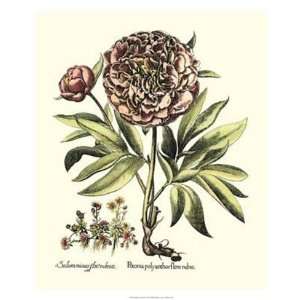   Floral Iii   Poster by Basilius Besler (22 x 26)