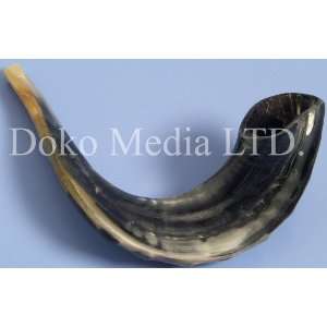 Traditional Jewish Shofar   Semi Finished Black Rams Horn