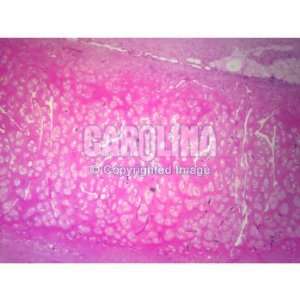 Mammal Trachea, c.s. Thin Microscope Slide:  Industrial 