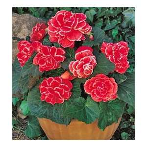  6 Begonia   Picotee   Lace Red bulbs Patio, Lawn & Garden
