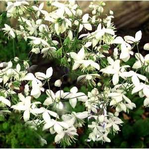   delavayi Album  Meadow Rue  White Flowers Patio, Lawn & Garden