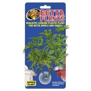  Top Quality Betta Plant   Papaya