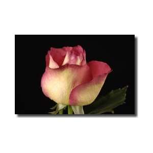  Pinktipped Rose Lincoln Nebraska Giclee Print