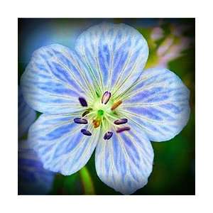   . Kendall Clarke Geranium Flower Seeds GMO Free Patio, Lawn & Garden